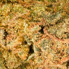 Hawaiian Small Buds — fleur de CBD — vue 2 sur 3