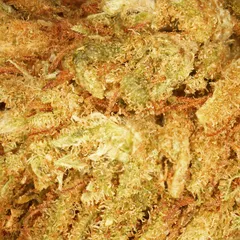 Wedding Cake Small Buds — fleur de CBD — vue 2 sur 2