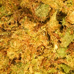 OG Kush Small Buds — fleur de CBD — vue 2 sur 3