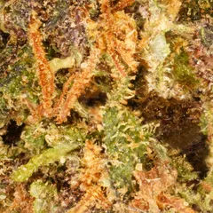 Purple Haze Small Buds — fleur de CBD — vue 2 sur 2