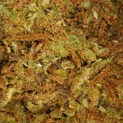 Strawberry Small Buds — fleur de CBD — vue 2 sur 2