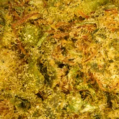 Super Skunk Small Buds — fleur de CBD — vue 2 sur 2
