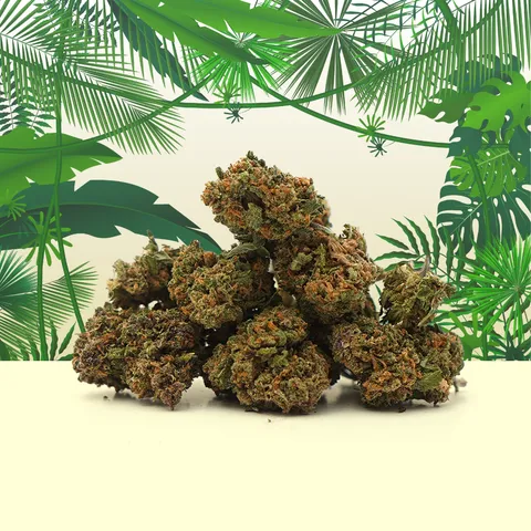 Tropical Haze Small Buds — fleur de CBD — vue principale