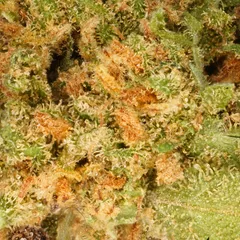Tropical Haze Small Buds — fleur de CBD — vue 2 sur 2