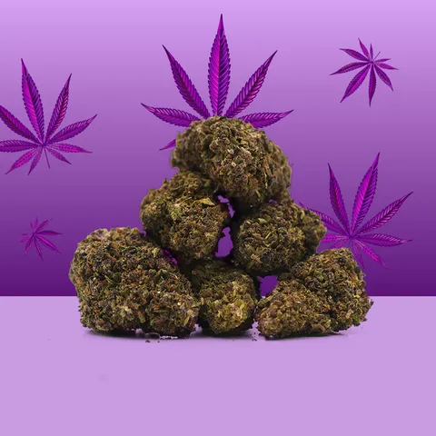 Purple Haze — fleur de CBD indoor — vue principale