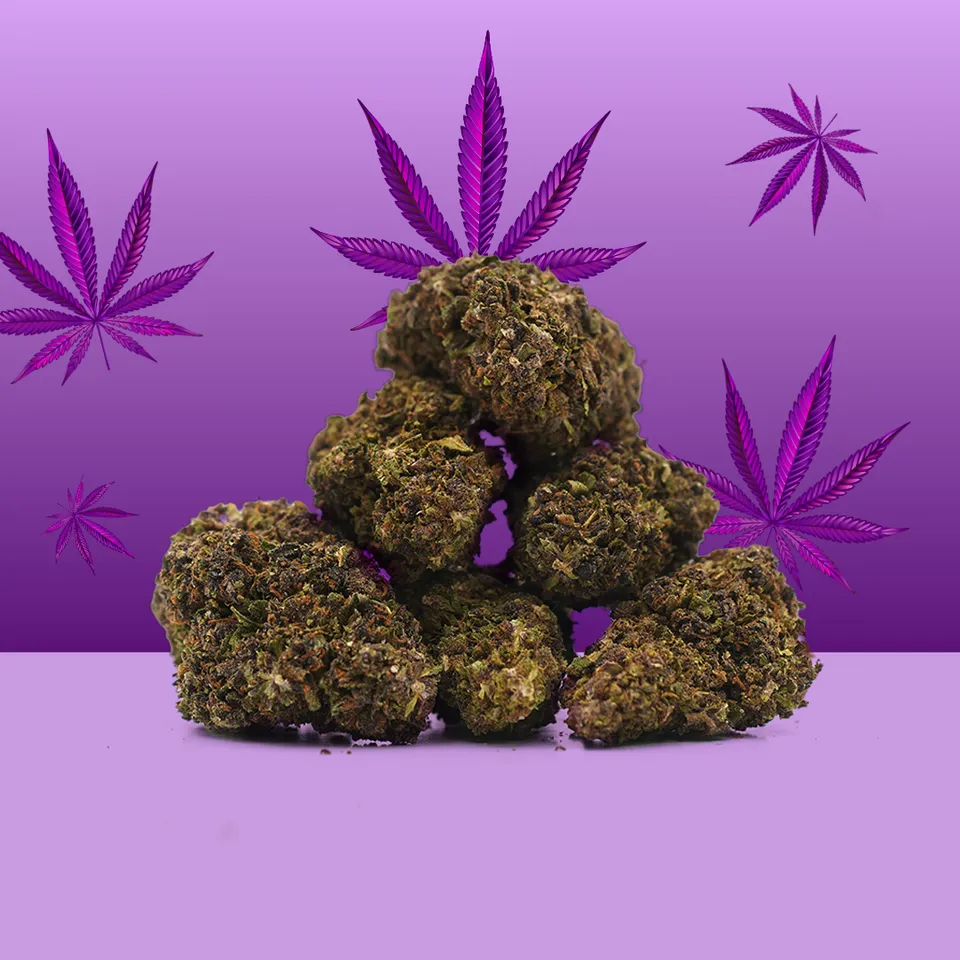 Purple Haze — fleur de CBD indoor — vue principale