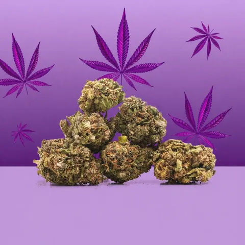 Purple Haze Small Buds — fleur de CBD — vue principale