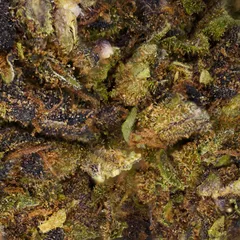 Purple Haze — fleur de CBD indoor — vue 2 sur 3
