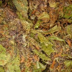 Sour Diesel — fleur de CBD greenhouse — vue 2 sur 3