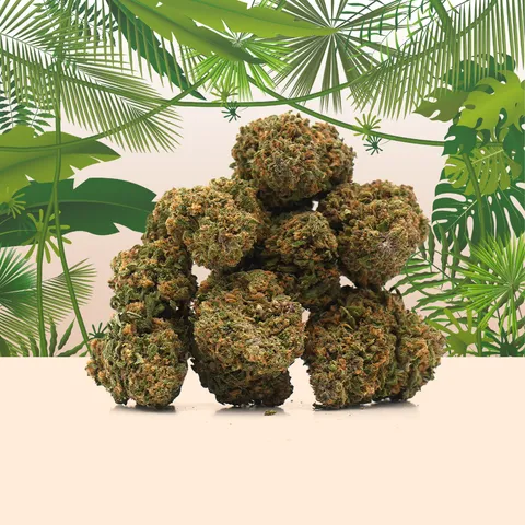 Tropical Haze — fleur de CBD indoor — vue principale