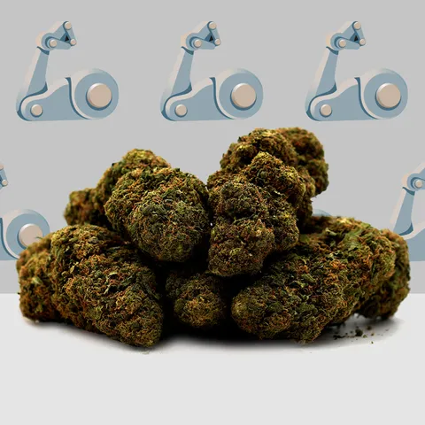 V1 Super Silver Haze — fleur de CBD indoor — vue principale