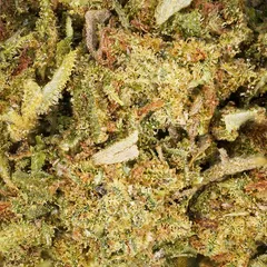 Zkittlez — fleur de CBD greenhouse — vue 2 sur 3
