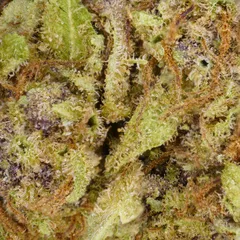 Blue Zushi — fleur de CBD greenhouse — vue 2 sur 3